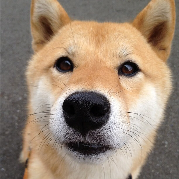 意甲竞争激烈周赛期球员恢复管理方式比较,意甲晋级规则