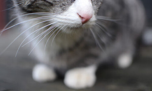 中国男篮高原拉练 提升球员身体素质,2021年中国男篮训练视频