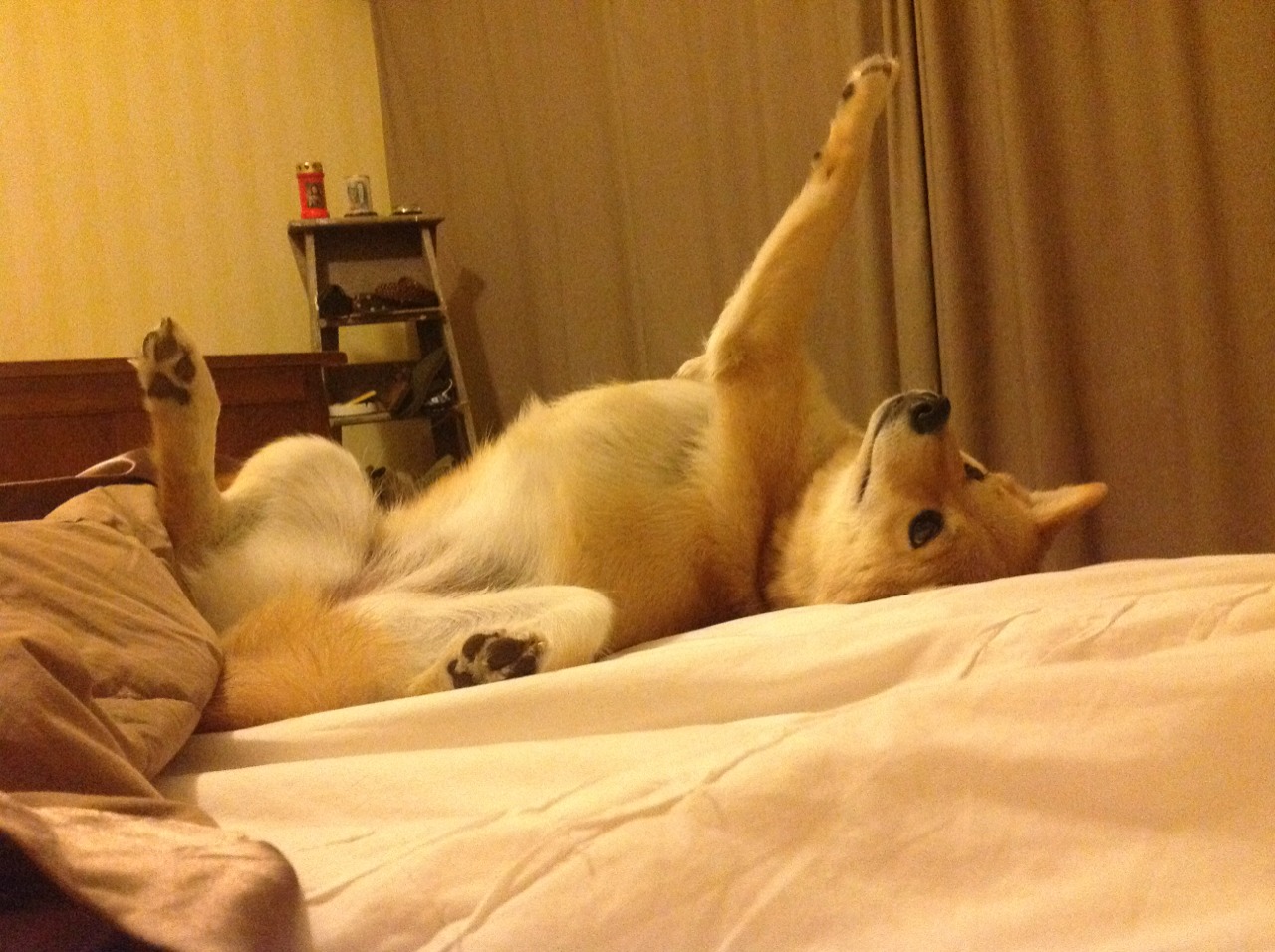 波兰队的表现：国际乒联混合团体世界杯中的强势崛起，波兰队怎么样