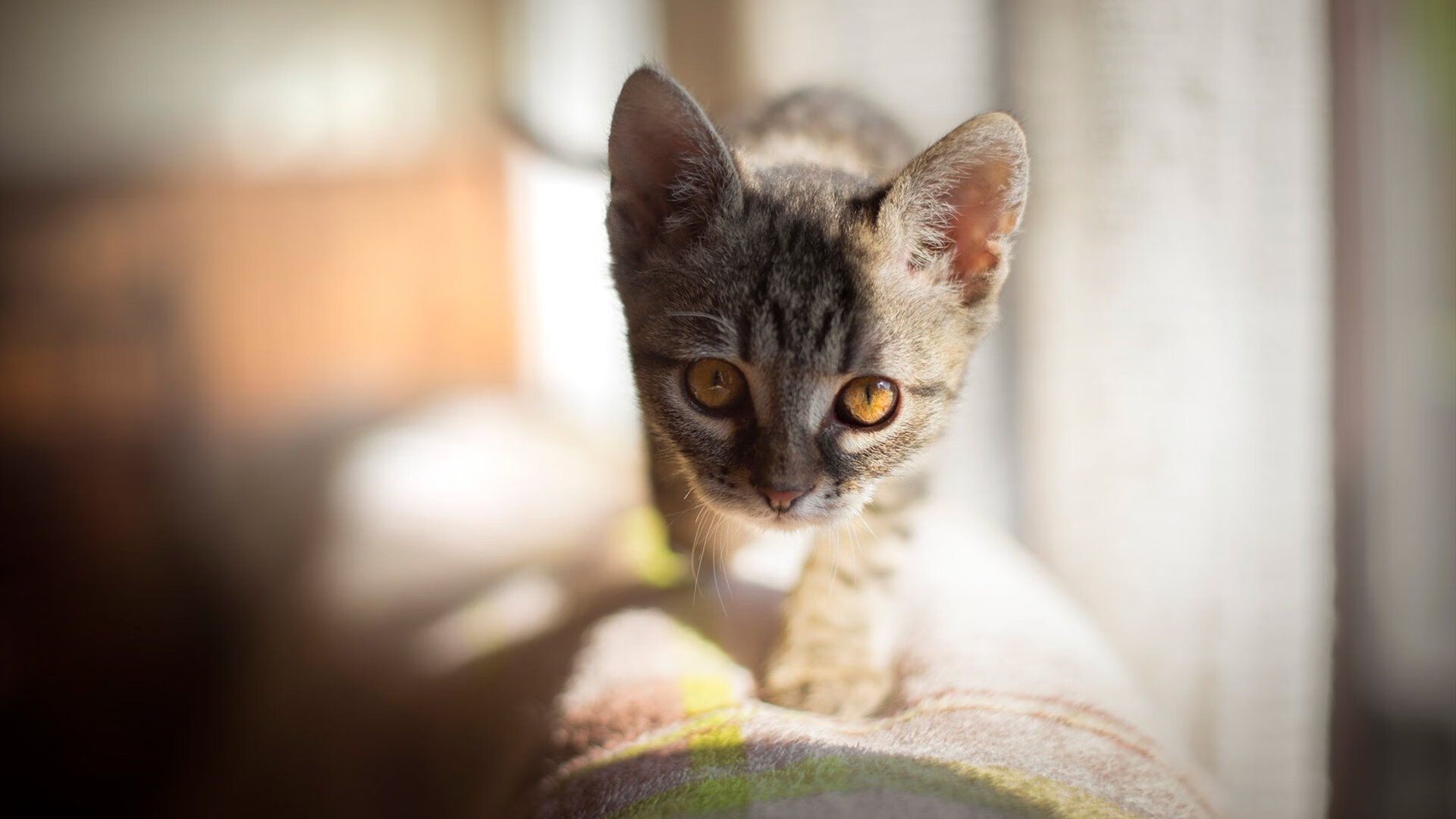 意甲最强反击：瞬间突破，精彩无限！，意甲有哪些厉害的球队