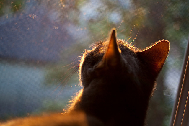 极限自行车赛挑战赛道解析，极限自行车比赛