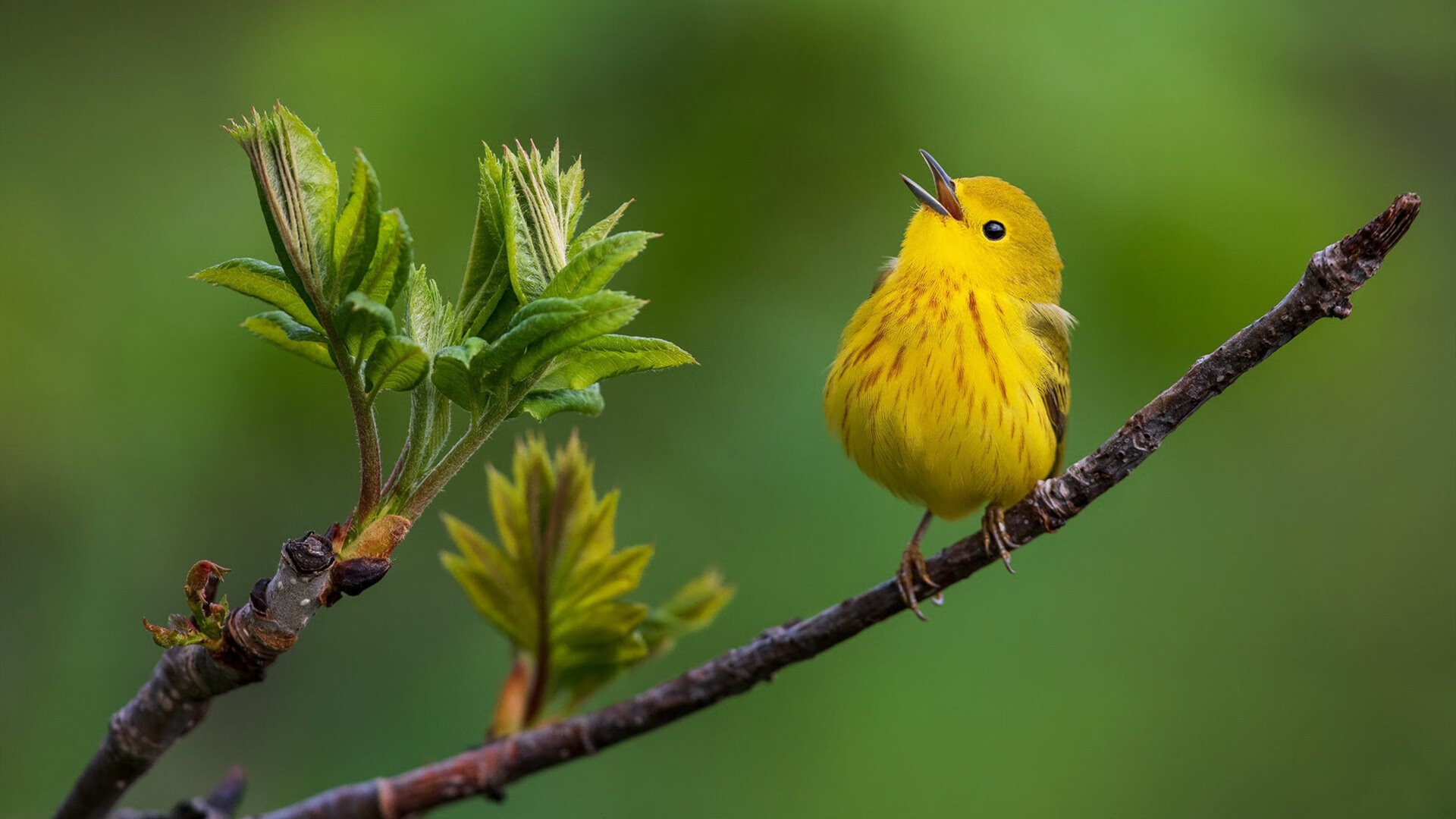 欧洲杯变阵奇迹:变化多端引领潮流!,欧洲杯迎来结局