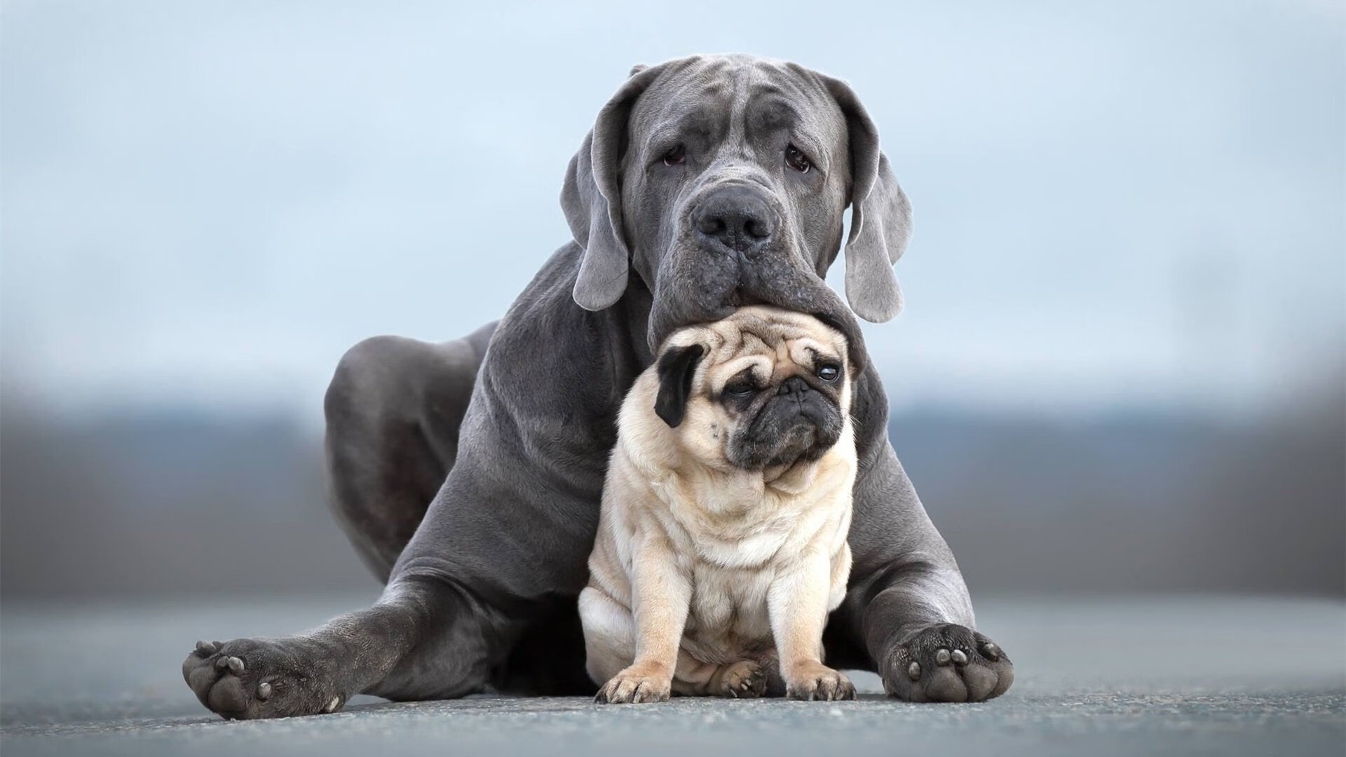 美洲杯荒野激战:超常发挥助球队夺冠,美洲杯野蛮