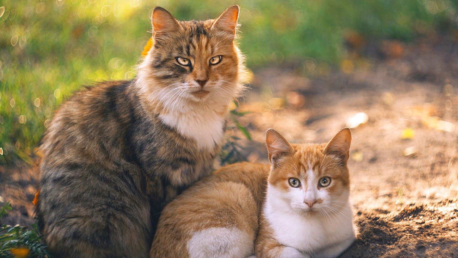 艾比·德尔福：南非羚羊队的防线主力，助力球队稳固后防
